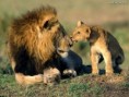 /album/papeis-de-parede/lion-kisses-jpg/