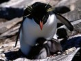 /album/papeis-de-parede/sheltering-rockhopper-penguins-jpg/