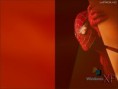 /album/papeis-de-parede/xp-spider-jpg/