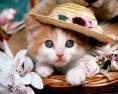 /album/papeis-de-parede/gatinho-391-jpg/